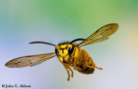 Yellow jacket