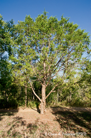 Cedar