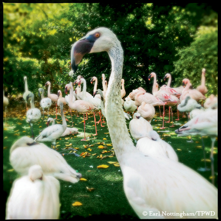 Fort Worth Zoo