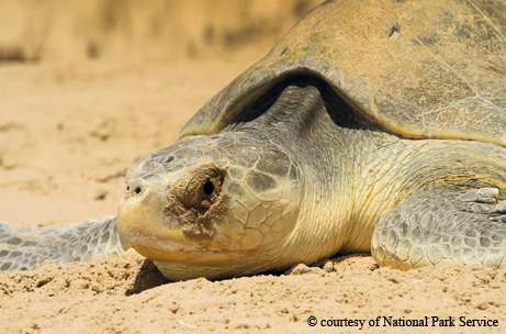 Sea turtles