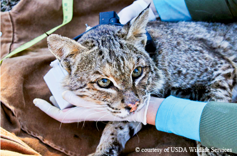 Bobcat