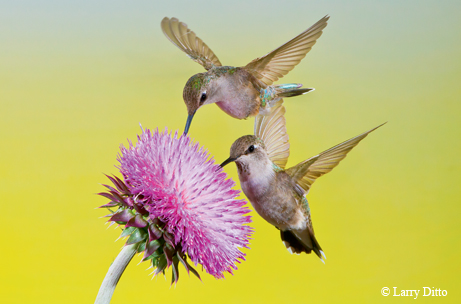 Hummers