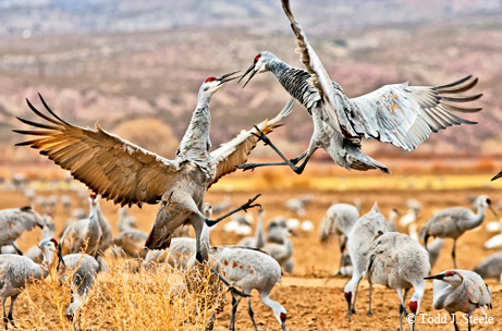 cranes