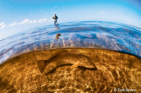 redfish