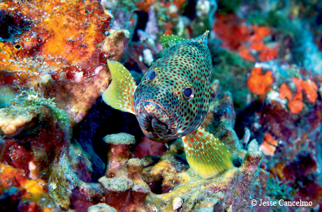 reef