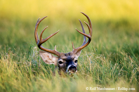 Deer