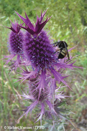 eryngo