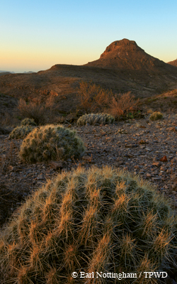desert
