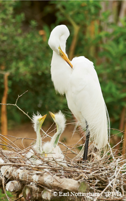 Birding