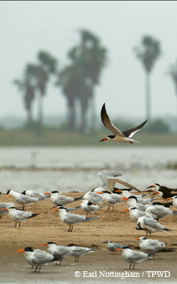 birding