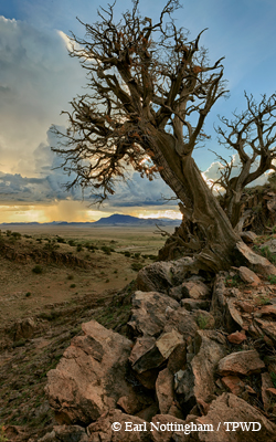 Chihuahuan Desert