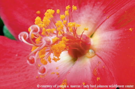 Heartleaf hibiscus