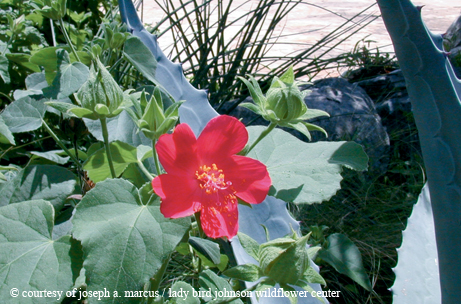 Heartleaf hibiscus