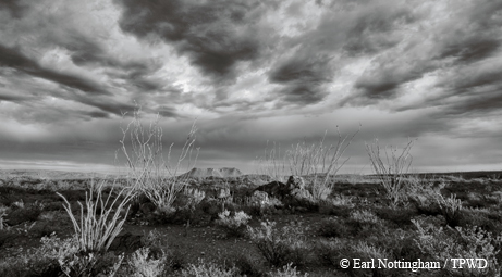 desert skies