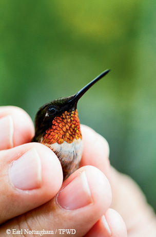 Hummingbird