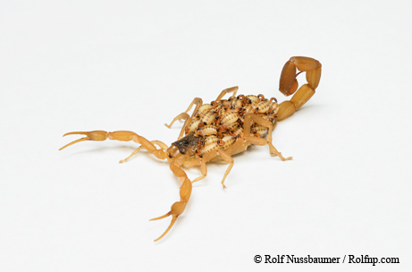 scorpion