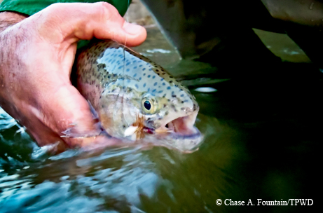 Fly fishing