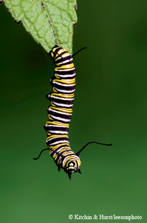 Monarchs