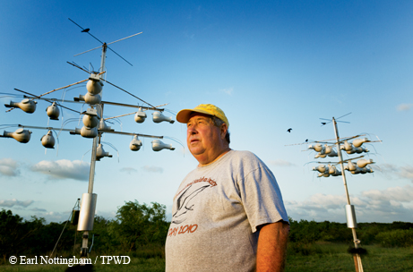 Purple martins