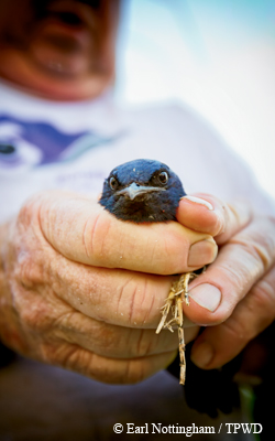 Purple martin