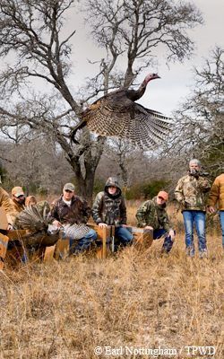 Turkeys