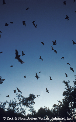 bats