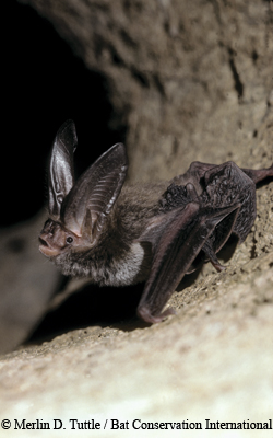 bats