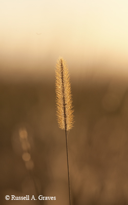 prairie