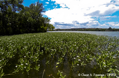 alligatorweed