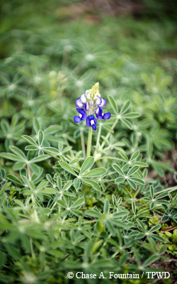 bluebonnet