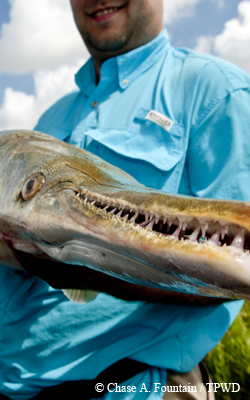 gar