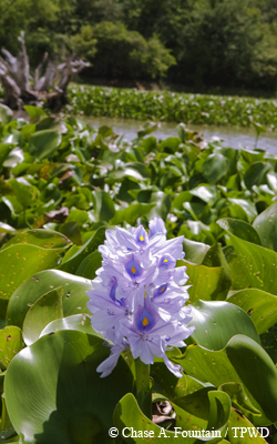 water hyacinth