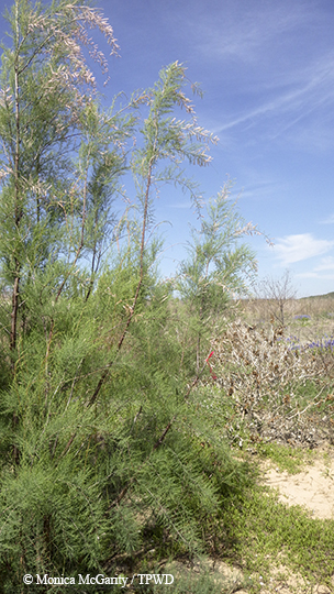 salt cedar