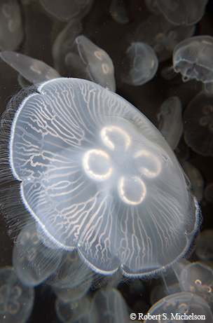 Wild Thing: Blue Moon|July 2018| TPW magazine