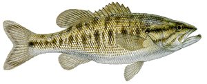 Guadalupe bass illustration