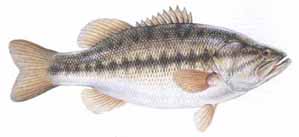 largemouth bass illustration