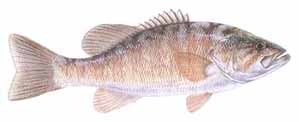 smallmouth bass illustration