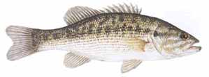 spotted bass illustration
