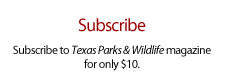 Subscribe Now