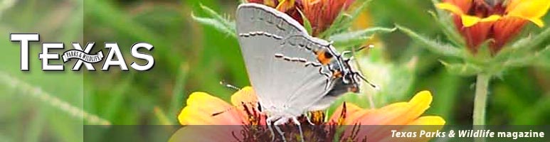 picture of guadalupe bass. River Gets Guadalupe Bass,