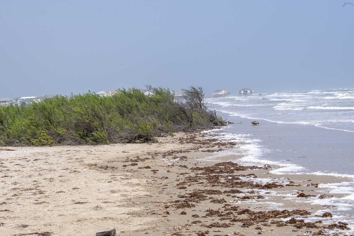 Sandy shore of the Gulf coast  with a grassy patch