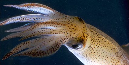 Water critter