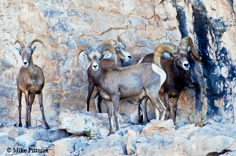 bighorn sheep