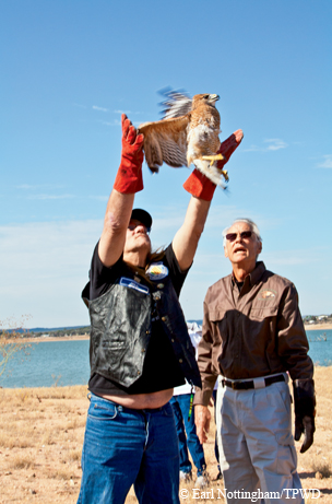 Hawk release