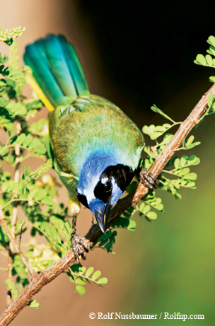 Green jay