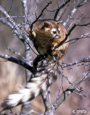 ringtail
