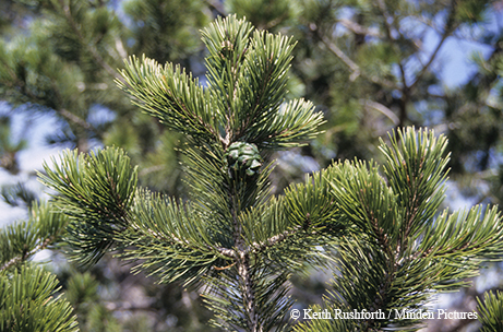 pinyon