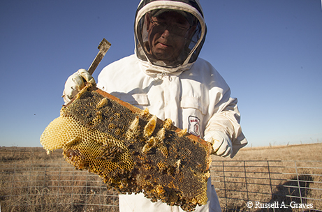 bees