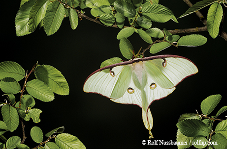moth