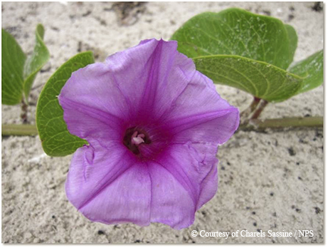 morning glory